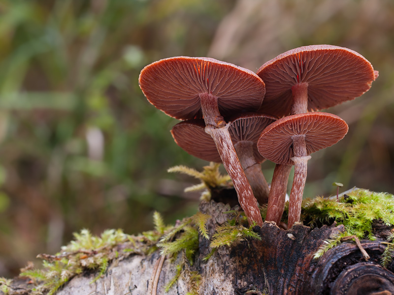 Tubaria confragosa